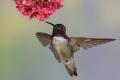 Alpine Hummingbirds-2794.jpg